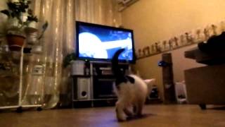 Мой маленький котенок :*
