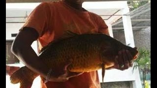 RAHASIA RACIKAN UMPAN IKAN MAS ALA BANG MUN