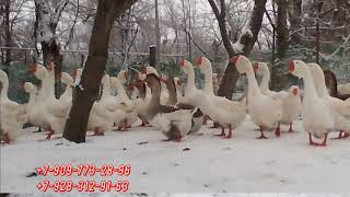 Холмогорские гуси Мустафаева Мустафы Г.  из ставропольского края февраль 2018.