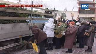 Nemokamos eglių šakos - kalėdinė dovana šalies gyventojams