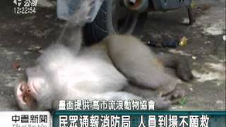 2010-11-18公視中晝新聞(柴山獼猴遭打傷 民眾通報無人理)