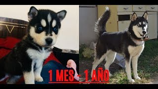 Crecimiento de Husky Siberiano (De un mes a un año) -One year Siberian Husky- CUARTO DE REPTILES
