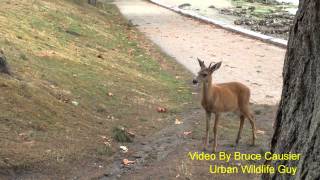 Stantley Park Deer P3
