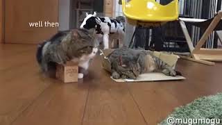 WATCH THIS CAT TRYING TO FIT IN THIS TINY BOX