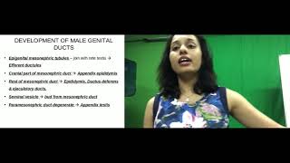 Reproductive system Part 2 - Male and female genital ducts