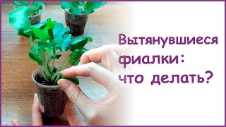 Вытянувшиеся фиалки: что делать?