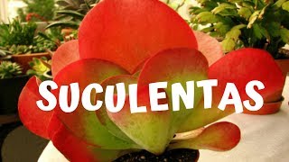 suculentas como cultivar