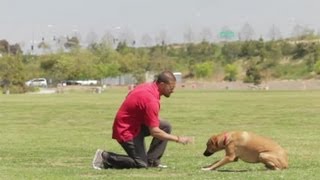 Advice on Fostering Dogs : Dog Behavior & Training