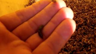 Raising Fish Bait