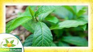 anamu - Cuales son los beneficios del anamu y las propiedades del anamu