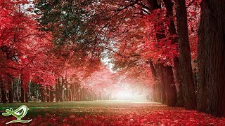 Beautiful Relaxing Music: Romantic Piano Music, Violin Music, Cello Music, Guitar Music ★74