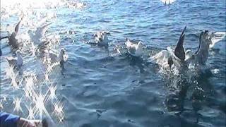 Kabelvåg, Norway,  Mackerel. Натуралисты -  натуристы.