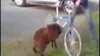 Смешно! Нападение барана
