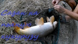 Ловля сазана на пьяную кукурузу