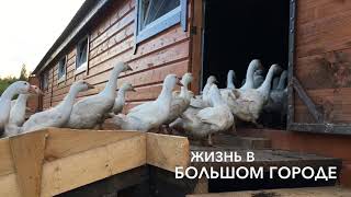 Гуси на ферме Покровские Поляны