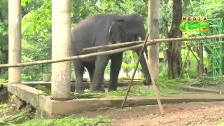 A journey to Konni Elephant Cage - Morning Walk 26-06-15