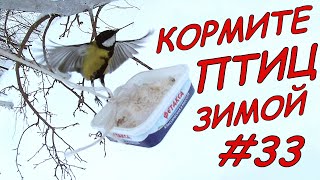 Кормите птиц зимой/ Чем кормить птиц зимой/ в кормушке