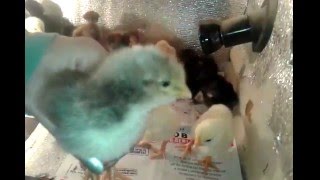 Как отличить курочку от петуха пока цыпленок. 1 часть