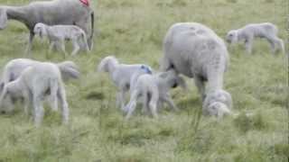 La pecora ha appena partorito l'agnello, allattamento -  Gregge di Pieve Emanuele (MI)