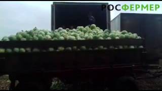Погрузка капусты оптом