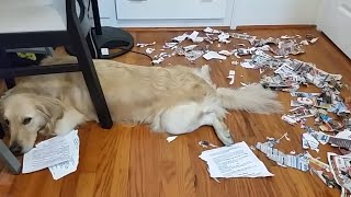 Who Did That?! | Guilty Dogs Video Compilation 2017