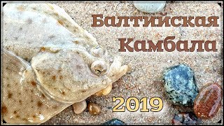 БАЛТИЙСКАЯ РЫБА КАМБАЛА. ЛОВЛЯ С БЕРЕГА. НОЯБРЬ.