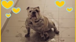 Best Bulldog Vine ever! Funny Bully Compilation! Cute Dog Video