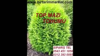 mazısı tohumu,top mazı tohumları,top mazı tohumu satışı,top mazi tohumu satis,Top mazı tohumu,TOP MA