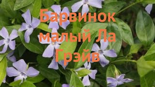 Барвинок малый Ла Грэйв (vinca minor la grave) ? обзор: как сажать, саженцы барвинка Ла Грэйв