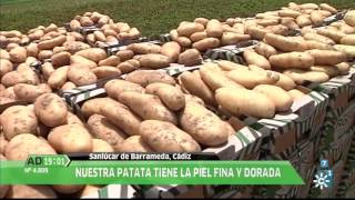La papa nueva y fresca de Sanlúcar, en Andalucía Directo