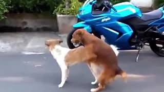 Weird animals Mating videos must watch | Animalsworld