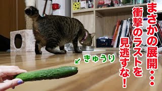 猫の背後にきゅうりを置いたらまさかの展開に！【ドッキリ】 CAT VS CUCUMBER