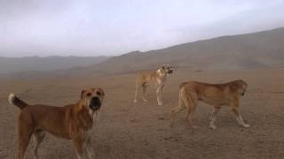 Tajik shepherd dogs attack a car