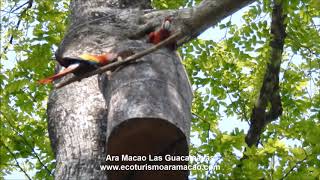 Anidación guacamaya roja.