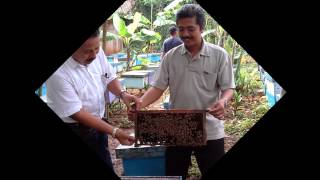 Grosir Madu Murni Semarang, Gudang Madu Obat Semarang, Anis Turmudhi HP.0857-1278-5806