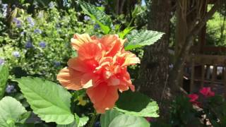 The perfect Home on Sanibel for sale