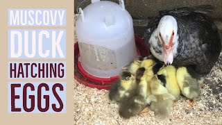 Muscovy Duck Hatching Eggs