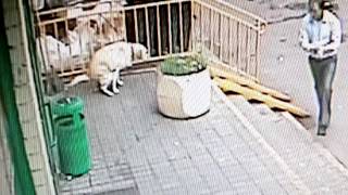 Люди хуже животных.. Гадить таким возле двери.