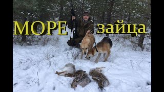 Море зайца в лесу. Охота с ГОНЧИМИ