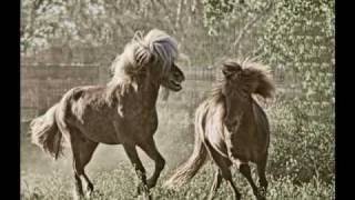 For the Love of the Icelandic Horse--A Breeding Farm for Icelandic Horses, Schmalztopf