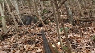【閲覧注意】狩猟　猟犬とゆく猪猟　 Part175 　でっかい雌獲れた