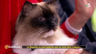 Le Ragdoll, ce chat-peluche qui va vous faire craquer... La Quotidienne