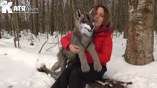 Волк большой