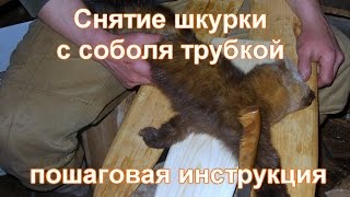 Снятие шкурки с соболя трубкой (с огузка), пошагов
