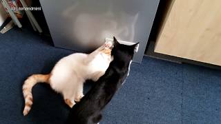 Cat Fight | 4K