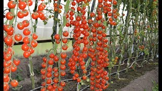 КОНСУЛЬТАНТ САДОВОДА 289