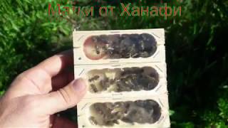 Племенные матки средне русской пчелы от Ханафи.