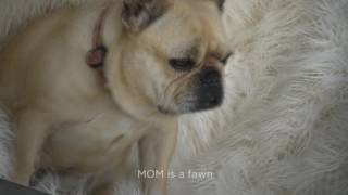 Blue and Fawn French Bulldog Puppies in California