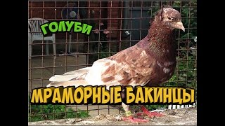 МРАМОРНЫЕ БАКИНЦЫ / ГОЛУБИ / Pigeons / Taube