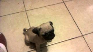 Pug Canela 2 meses de edad